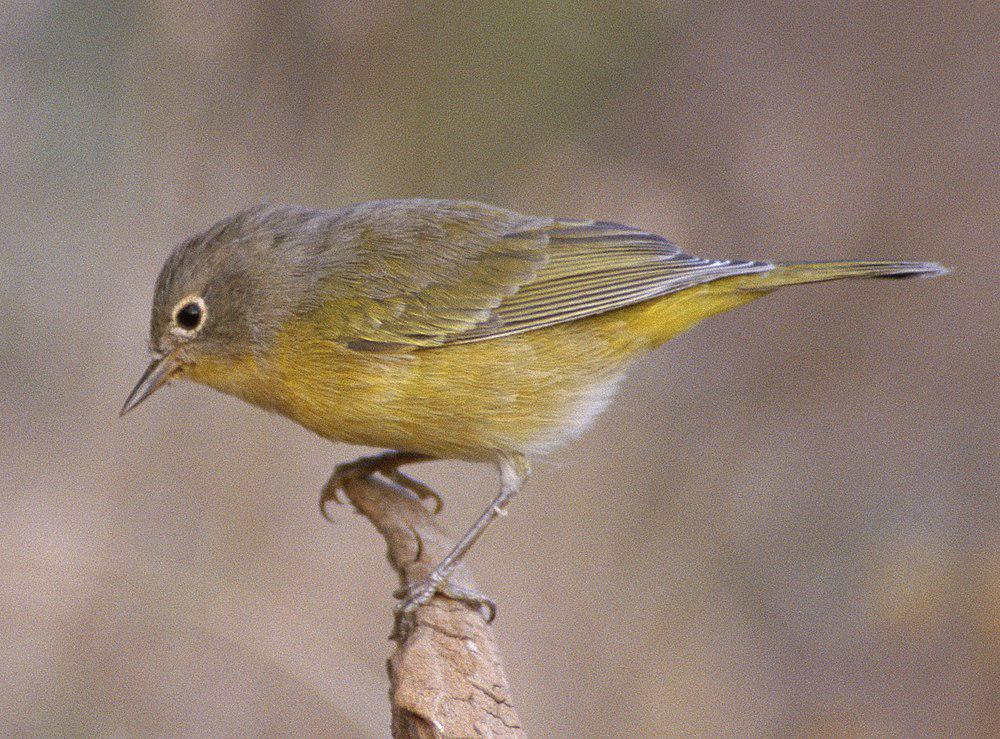 黄喉虫森莺 / Nashville Warbler / Leiothlypis ruficapilla