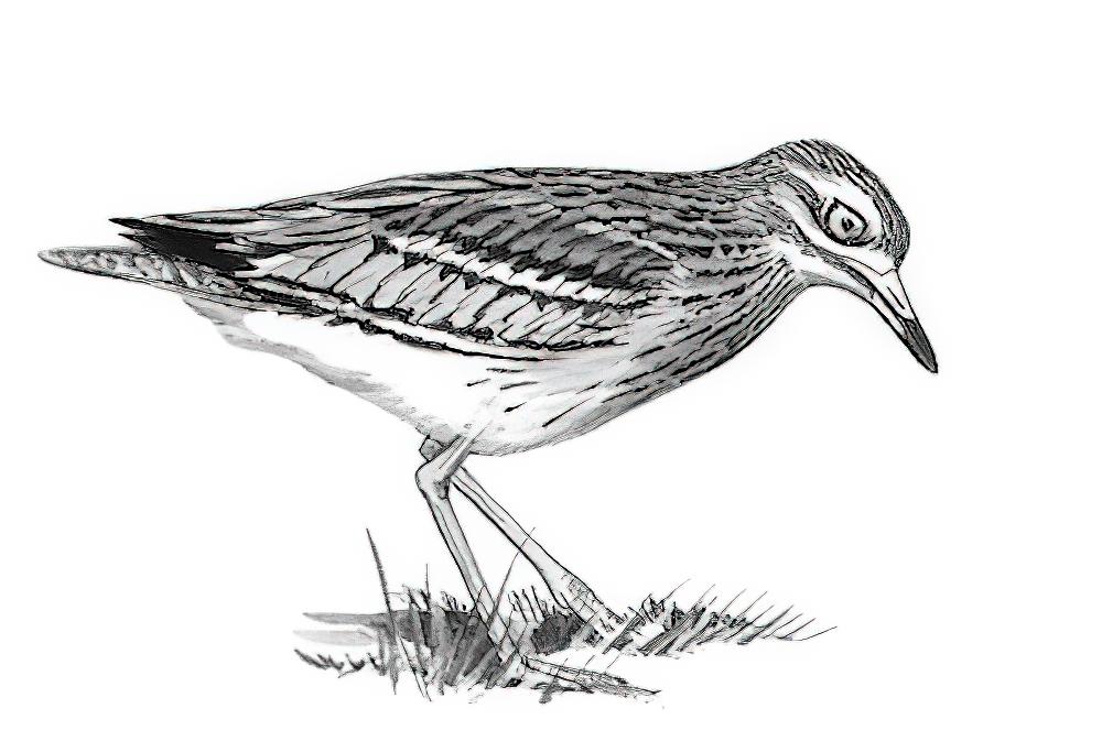 欧石鸻 / Eurasian Stone-curlew / Burhinus oedicnemus