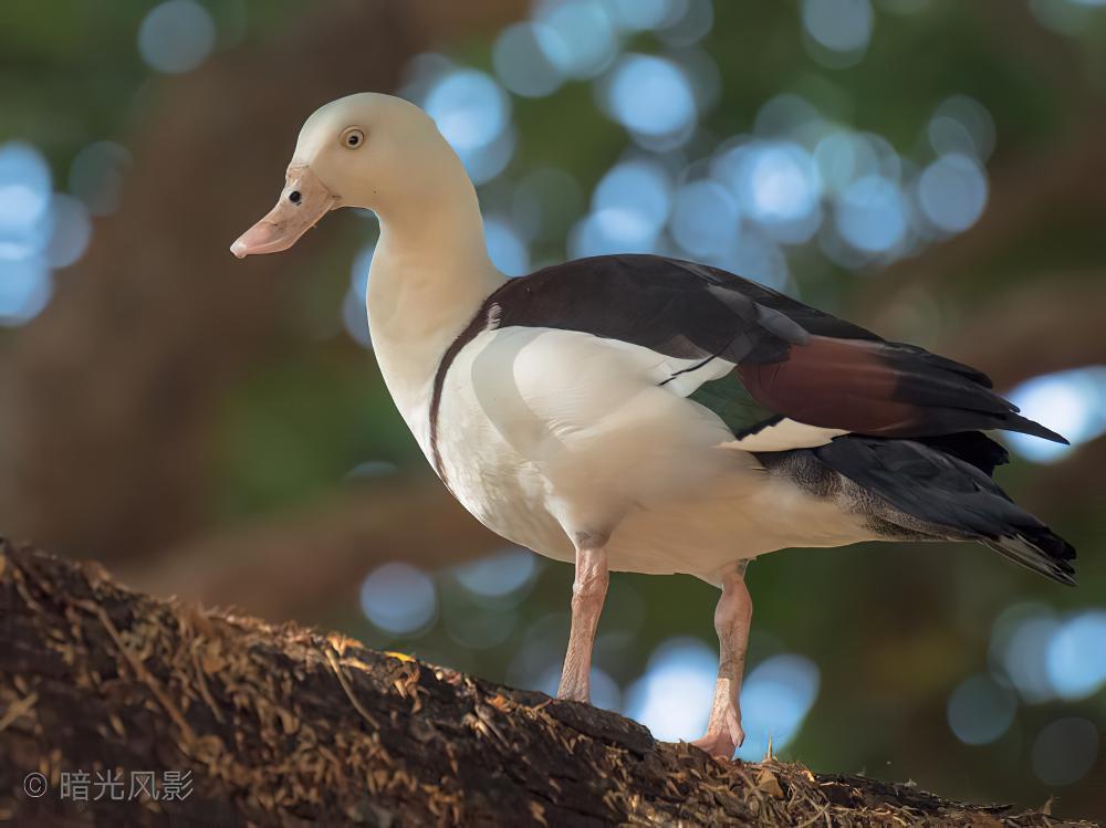 白腹麻鸭 / Raja Shelduck / Radjah radjah