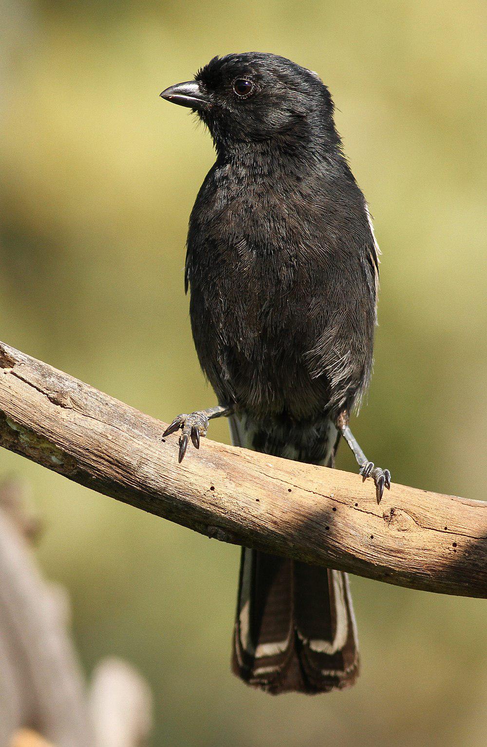 南黑山雀 / Southern Black Tit / Melaniparus niger