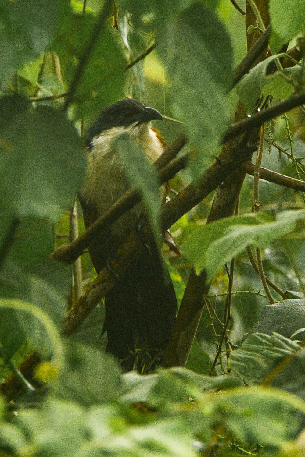 蓝头鸦鹃 / Blue-headed Coucal / Centropus monachus