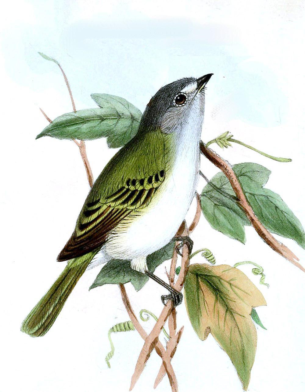 灰顶小霸鹟 / Grey-capped Tyrannulet / Phyllomyias griseocapilla