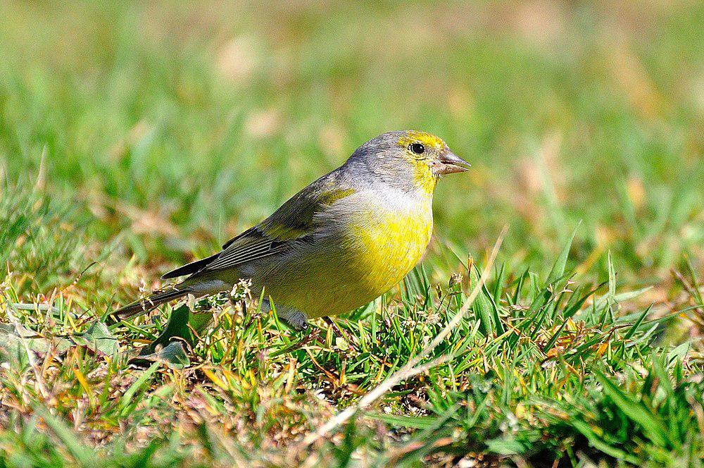 桔黄丝雀 / Citril Finch / Carduelis citrinella