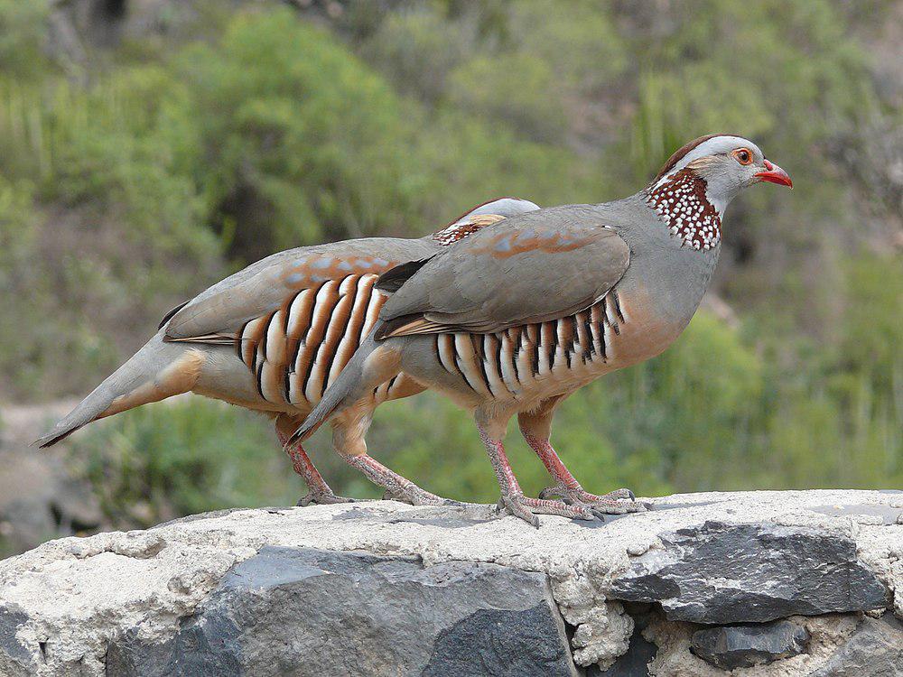 北非石鸡 / Barbary Partridge / Alectoris barbara