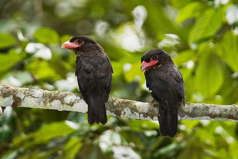 乌暗阔嘴鸟 / Dusky Broadbill / Corydon sumatranus