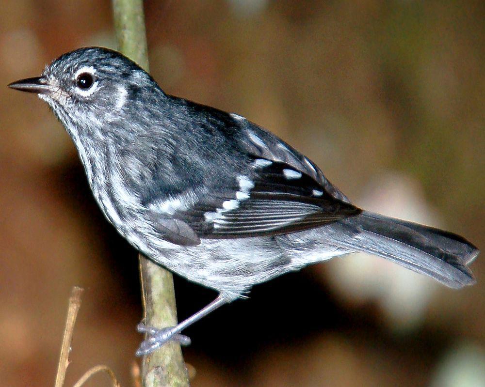 小林莺 / Elfin Woods Warbler / Setophaga angelae