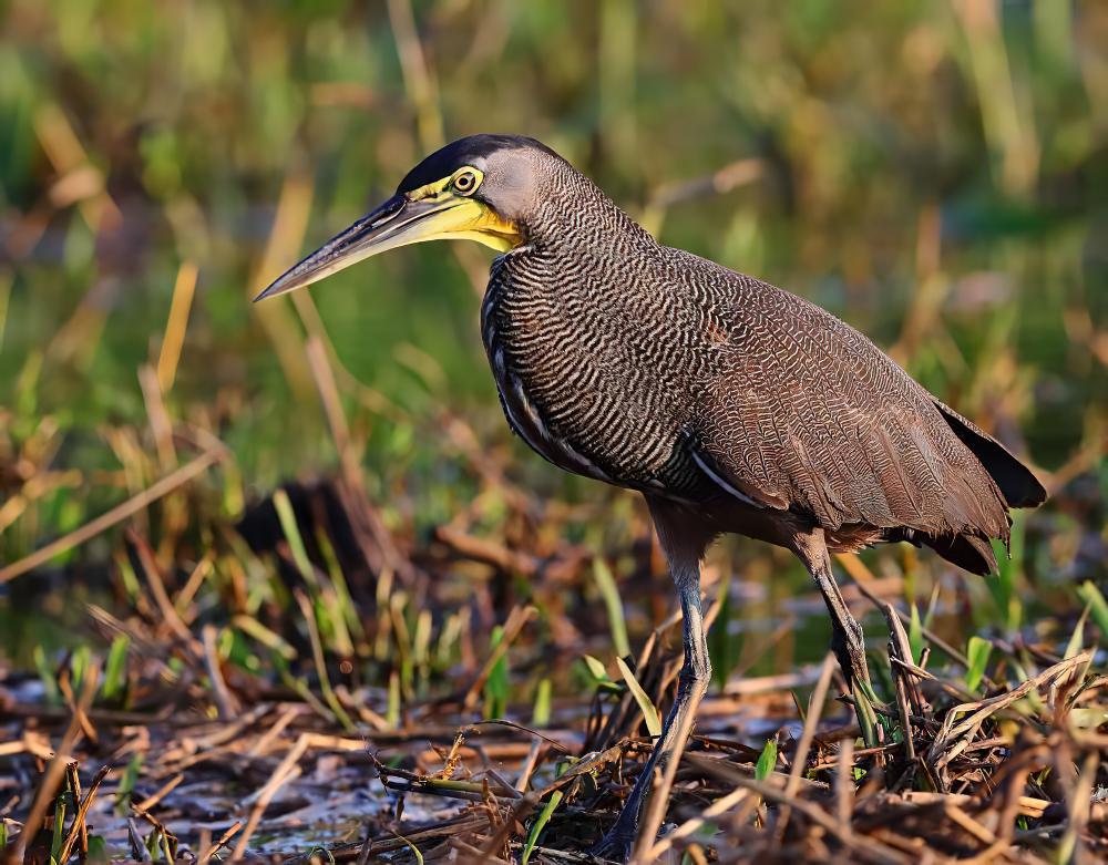 裸喉虎鹭 / Bare-throated Tiger Heron / Tigrisoma mexicanum