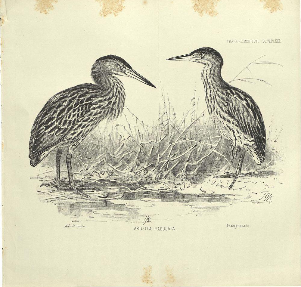 新西兰苇鳽 / New Zealand Bittern / Ixobrychus novaezelandiae