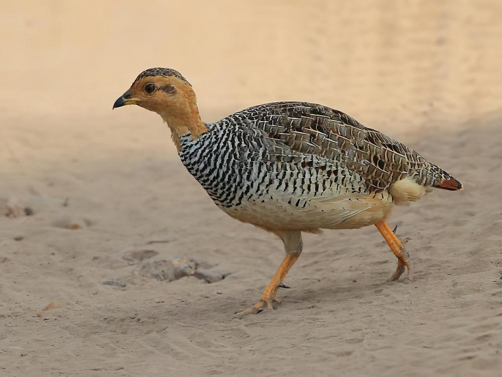 栗顶鹧鸪 / Coqui Francolin / Peliperdix coqui