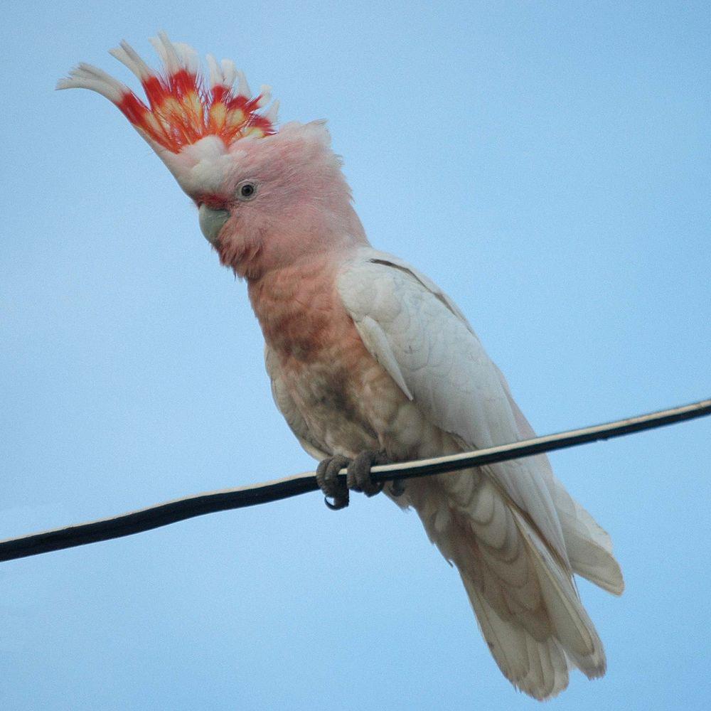 彩冠凤头鹦鹉 / Major Mitchell\'s Cockatoo / Lophochroa leadbeateri