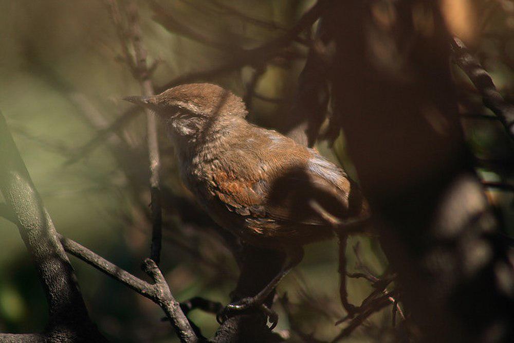 乌尾卡纳灶鸟 / Dusky-tailed Canastero / Pseudasthenes humicola