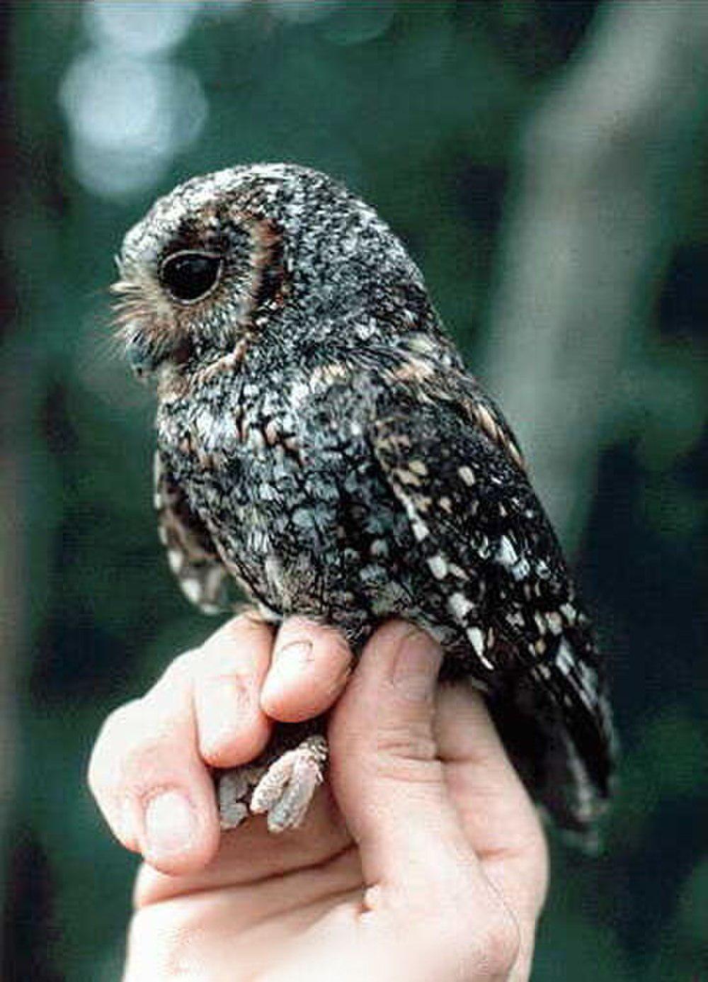 美洲角鸮 / Flammulated Owl / Psiloscops flammeolus