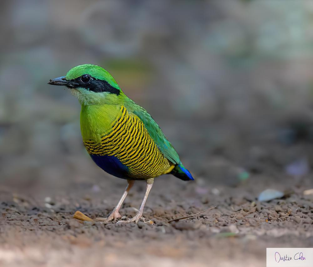 斑腹八色鸫 / Bar-bellied Pitta / Hydrornis elliotii