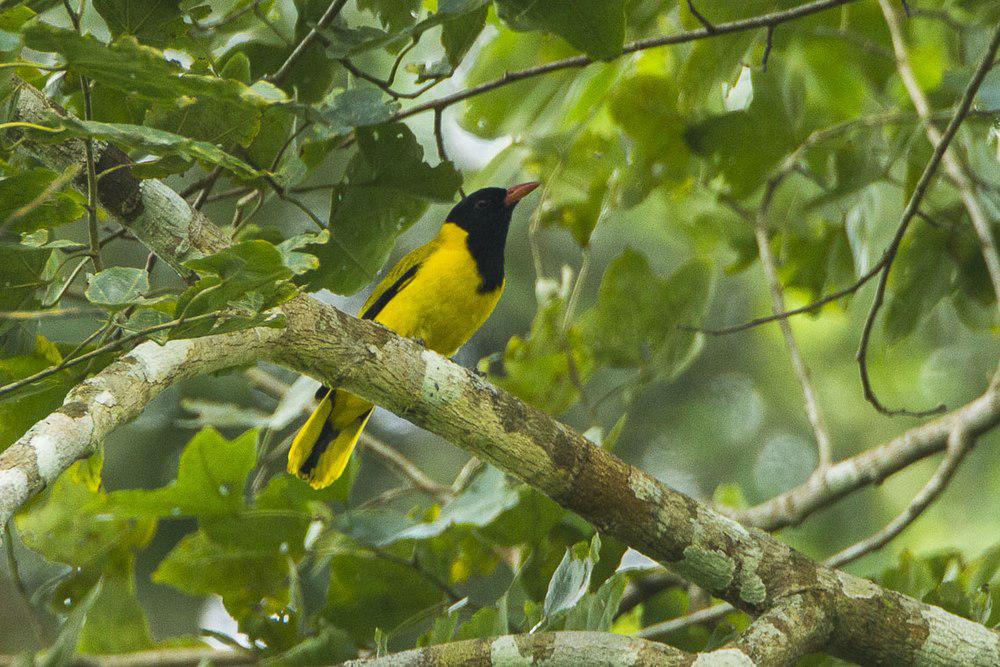 黑翅黄鹂 / Black-winged Oriole / Oriolus nigripennis