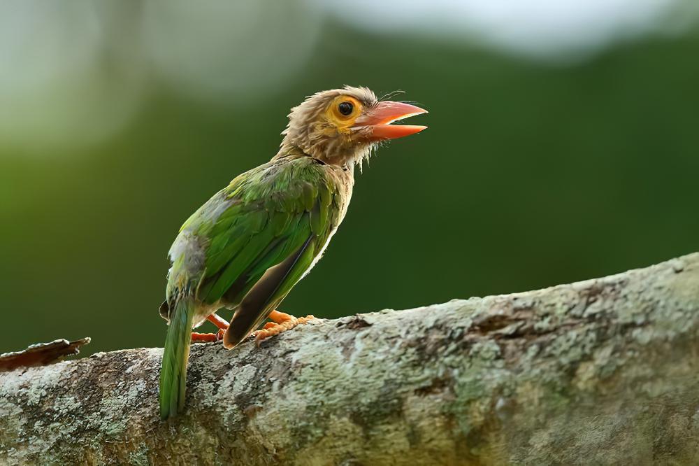 斑头绿拟啄木 / Brown-headed Barbet / Psilopogon zeylanicus