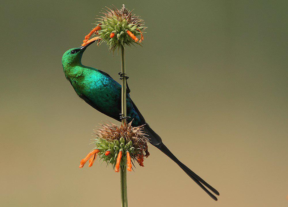 辉绿花蜜鸟 / Malachite Sunbird / Nectarinia famosa