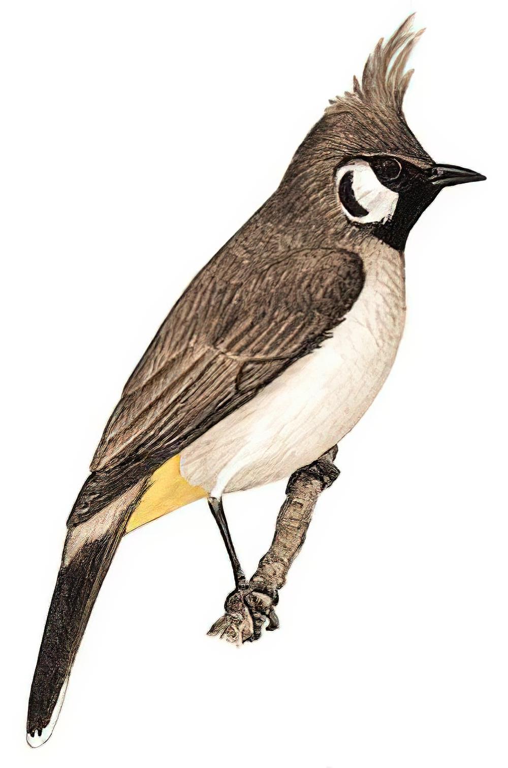 白颊鹎 / Himalayan Bulbul / Pycnonotus leucogenys