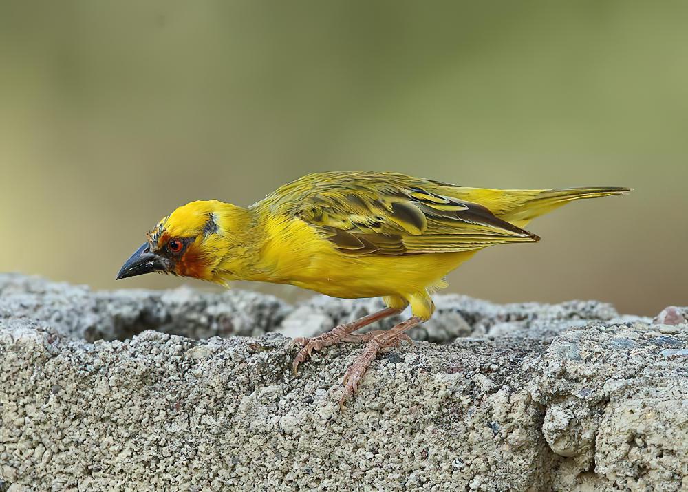 栗脸织雀 / Rüppell\'s Weaver / Ploceus galbula