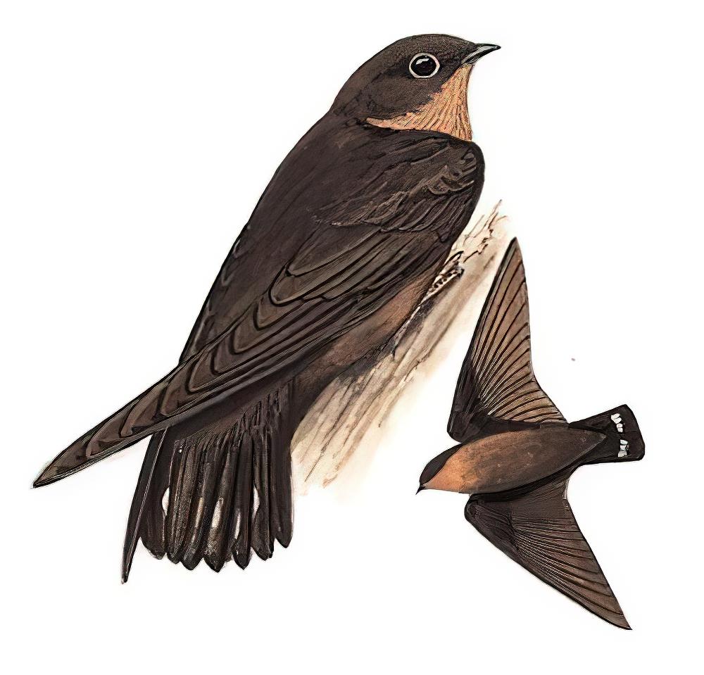 纯色岩燕 / Dusky Crag Martin / Ptyonoprogne concolor