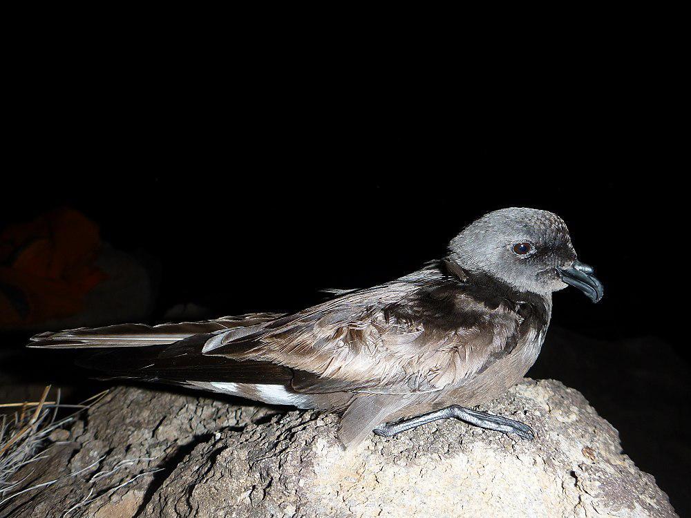 斑腰叉尾海燕 / Band-rumped Storm Petrel / Oceanodroma castro