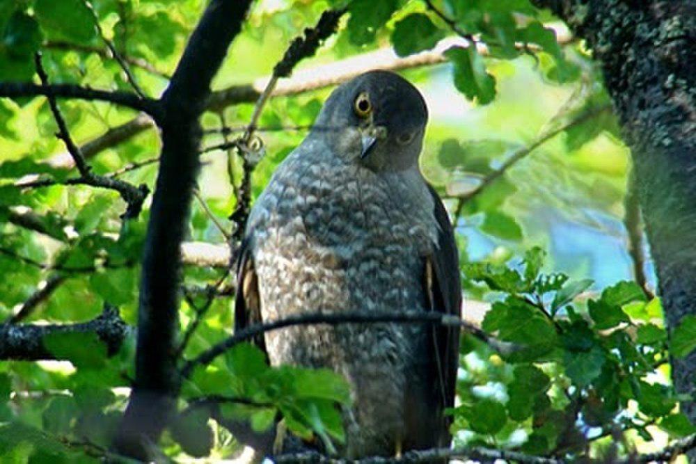 智利鹰 / Chilean Hawk / Accipiter chilensis