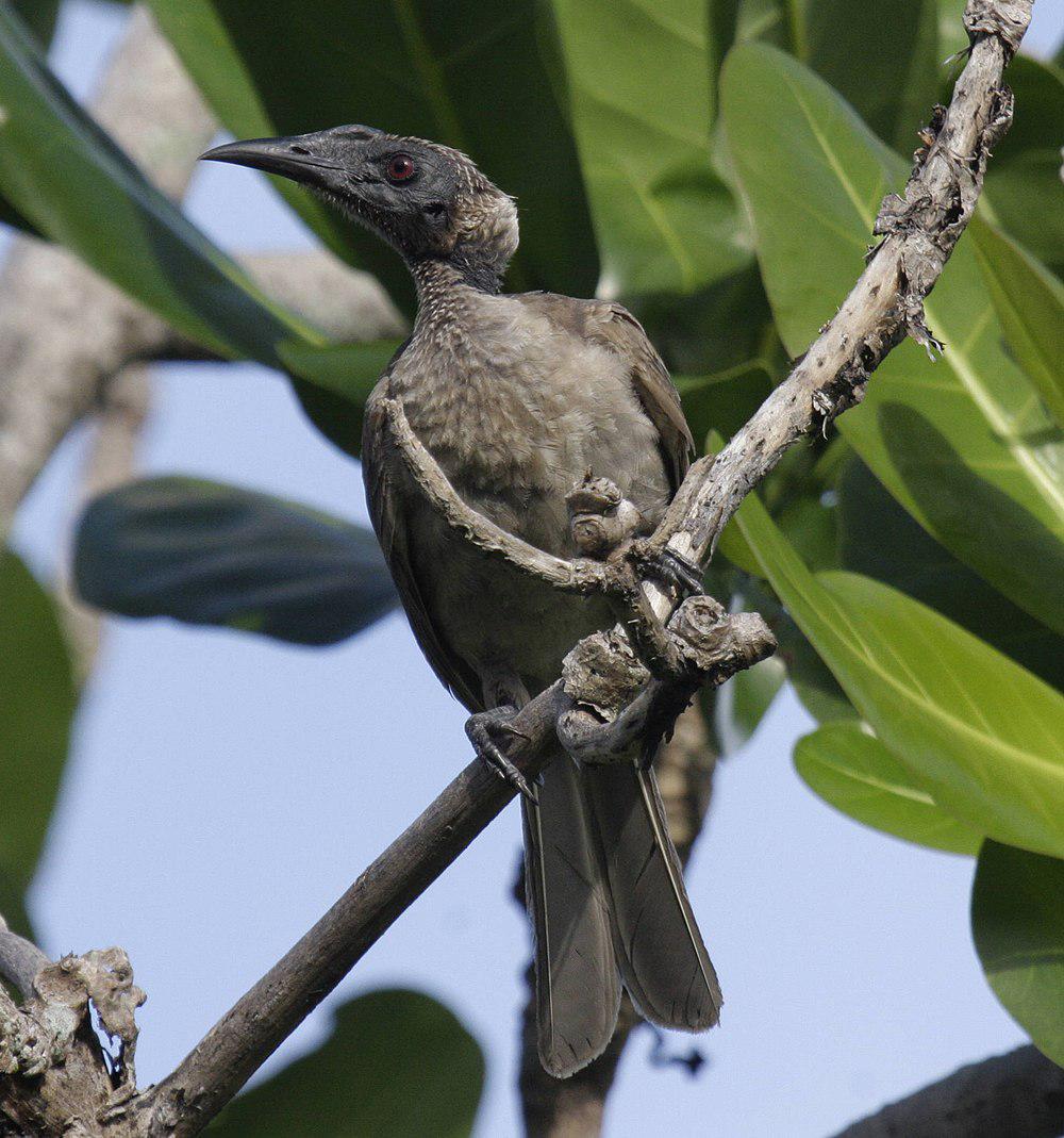 盔吮蜜鸟 / Helmeted Friarbird / Philemon buceroides