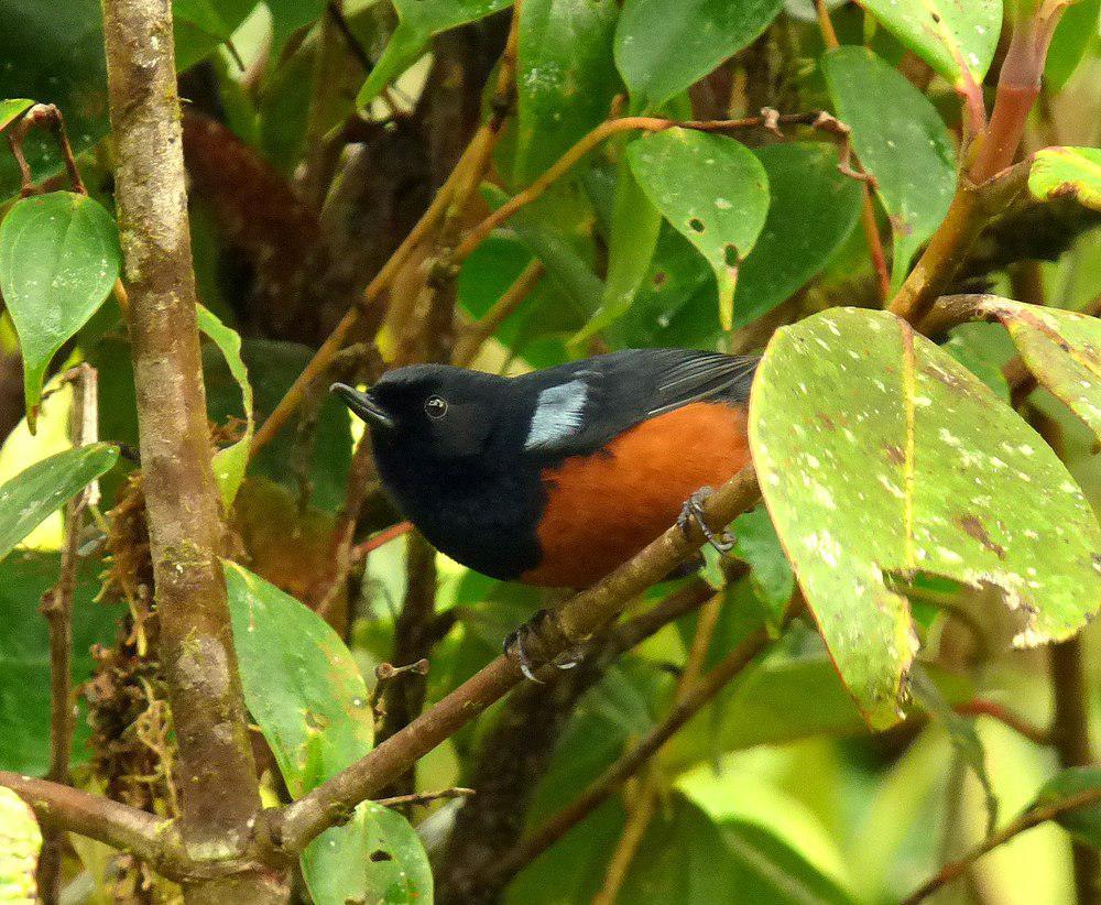 栗腹刺花鸟 / Chestnut-bellied Flowerpiercer / Diglossa gloriosissima