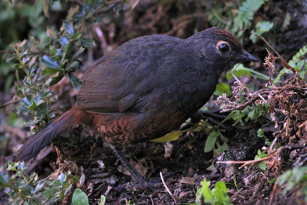 黑喉隐窜鸟 / Black-throated Huet-huet / Pteroptochos tarnii