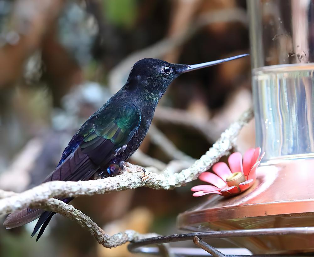 蓝喉星额蜂鸟 / Blue-throated Starfrontlet / Coeligena helianthea