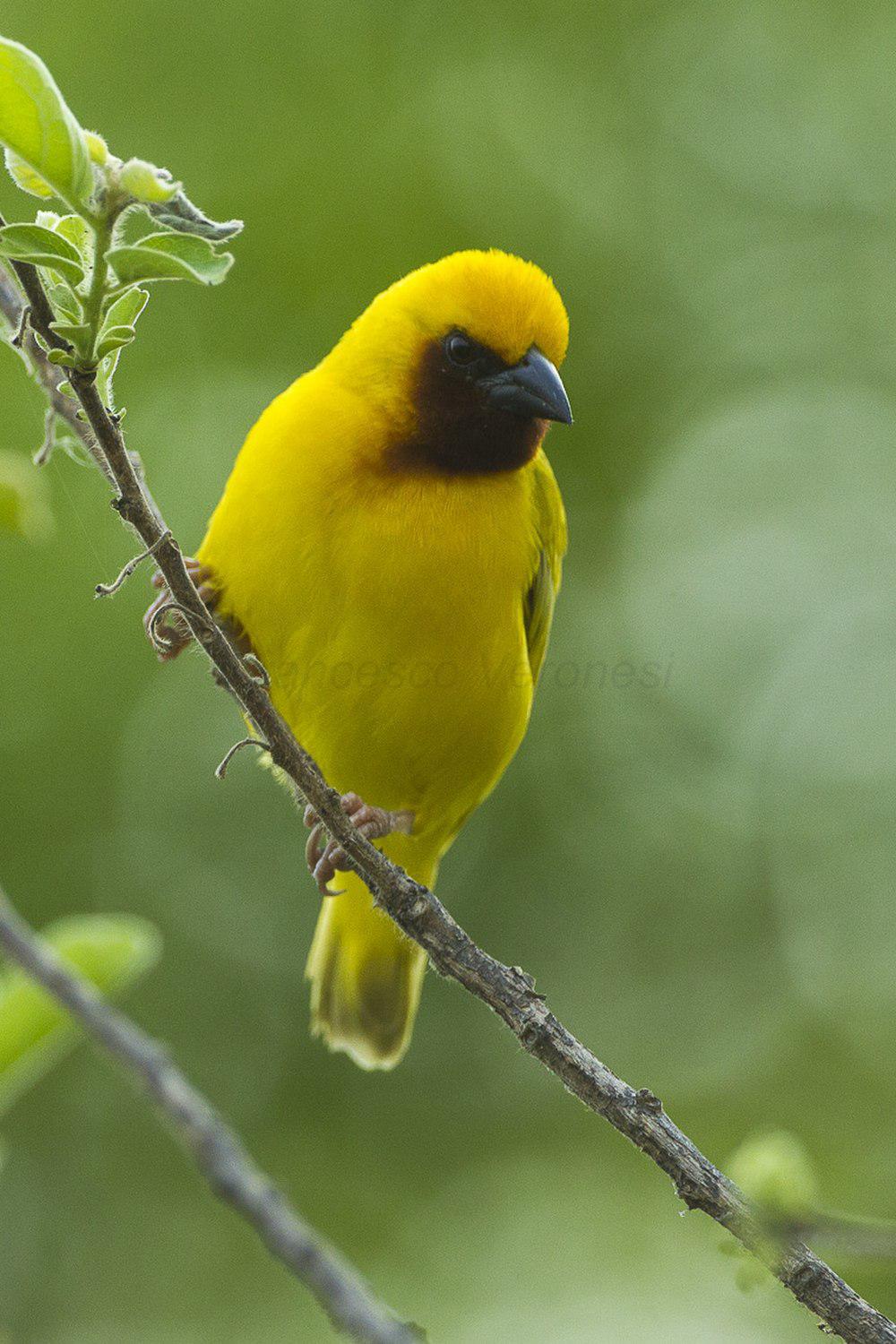 褐喉金织雀 / Southern Brown-throated Weaver / Ploceus xanthopterus