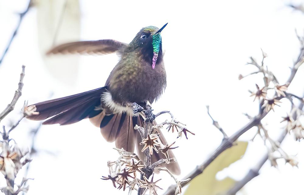 蓝背尖嘴蜂鸟 / Blue-mantled Thornbill / Chalcostigma stanleyi