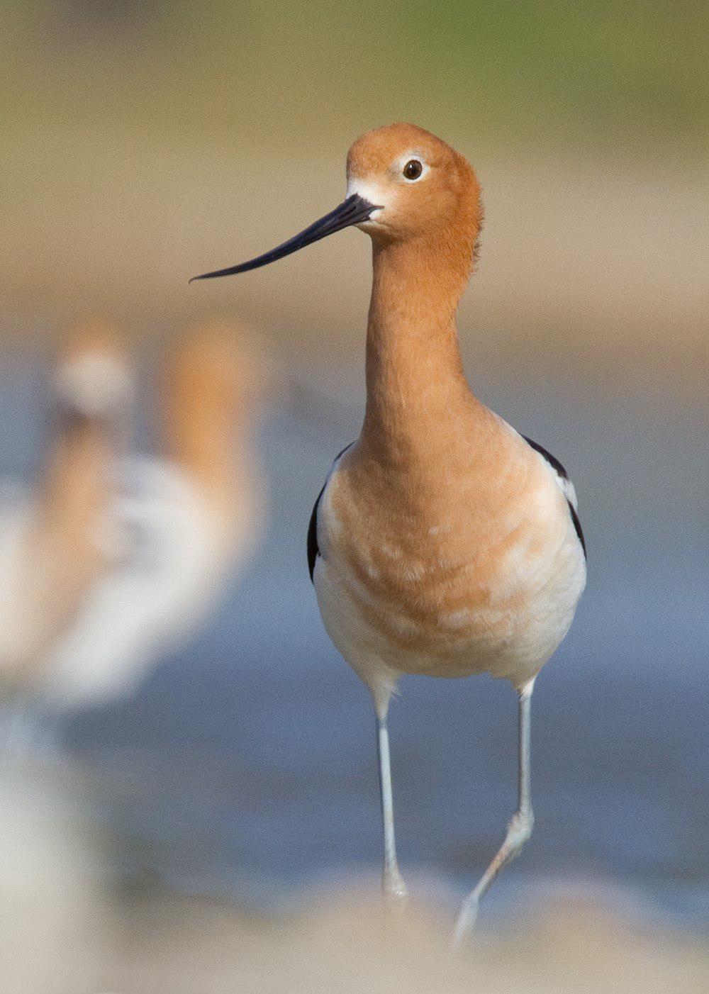 褐胸反嘴鹬 / American Avocet / Recurvirostra americana