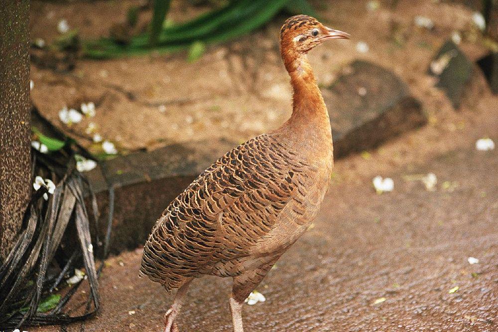 红翅䳍 / Red-winged Tinamou / Rhynchotus rufescens