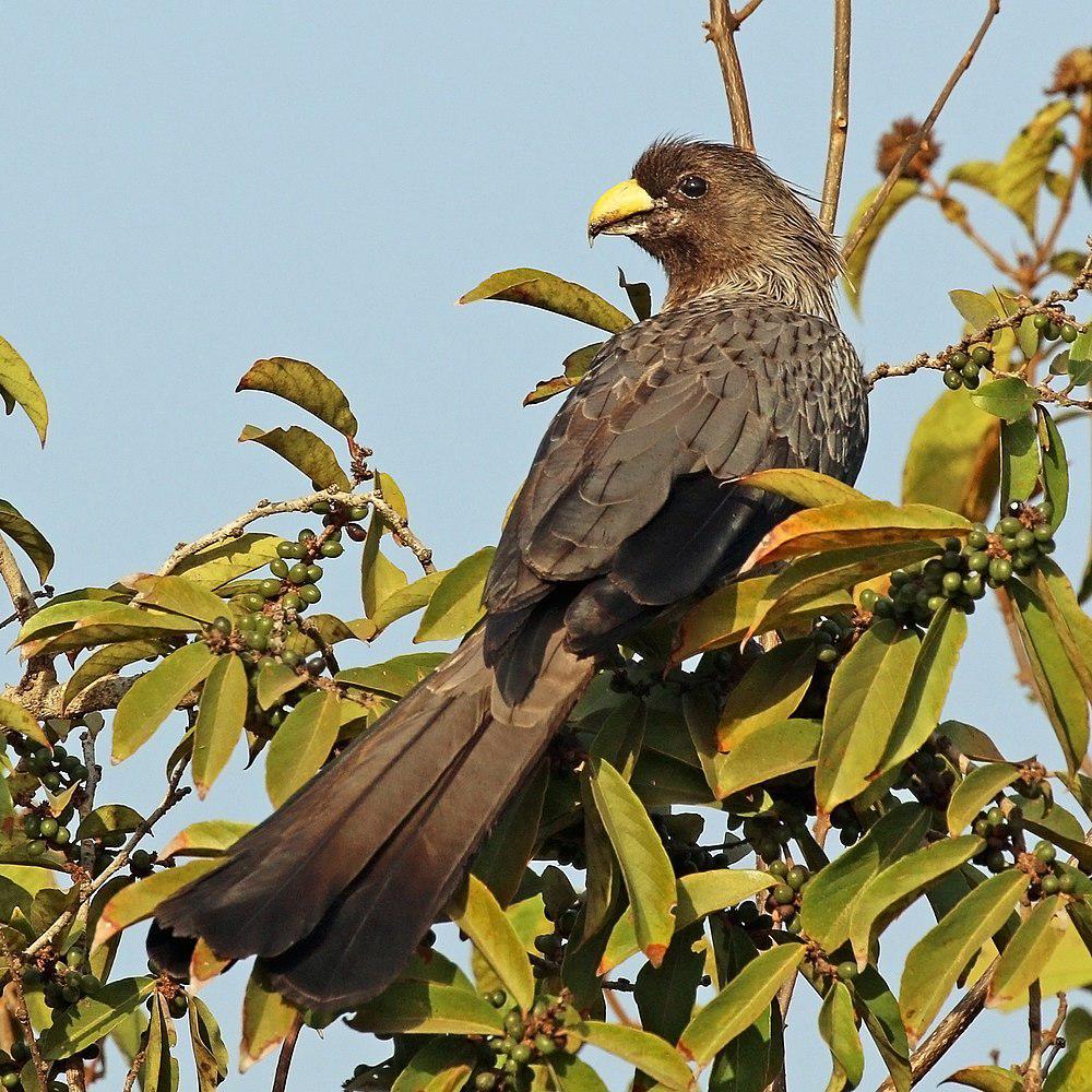 灰蕉鹃 / Western Plantain-eater / Crinifer piscator