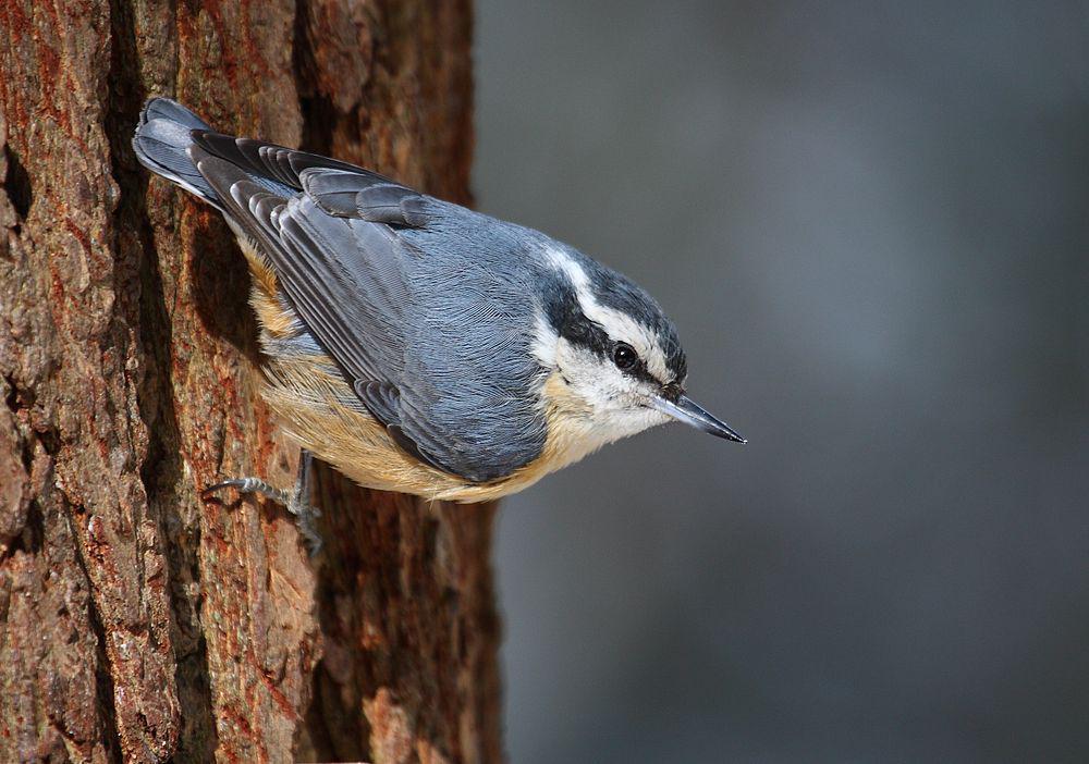 红胸䴓 / Red-breasted Nuthatch / Sitta canadensis