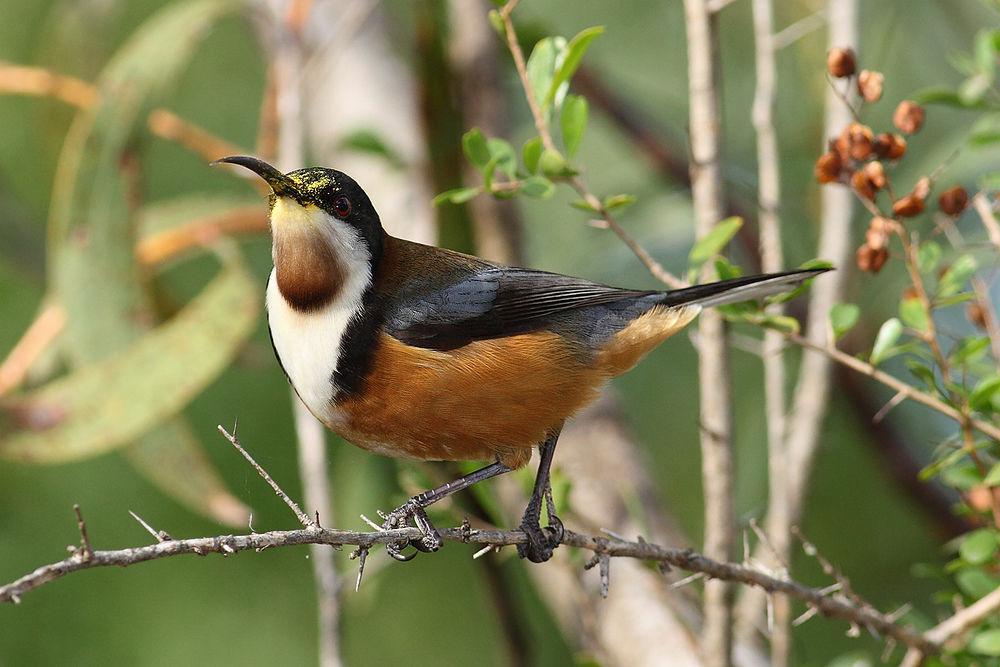 东尖嘴吸蜜鸟 / Eastern Spinebill / Acanthorhynchus tenuirostris