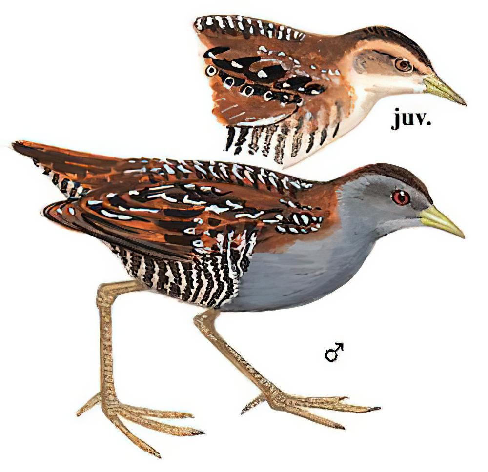 小田鸡 / Baillon\'s Crake / Zapornia pusilla