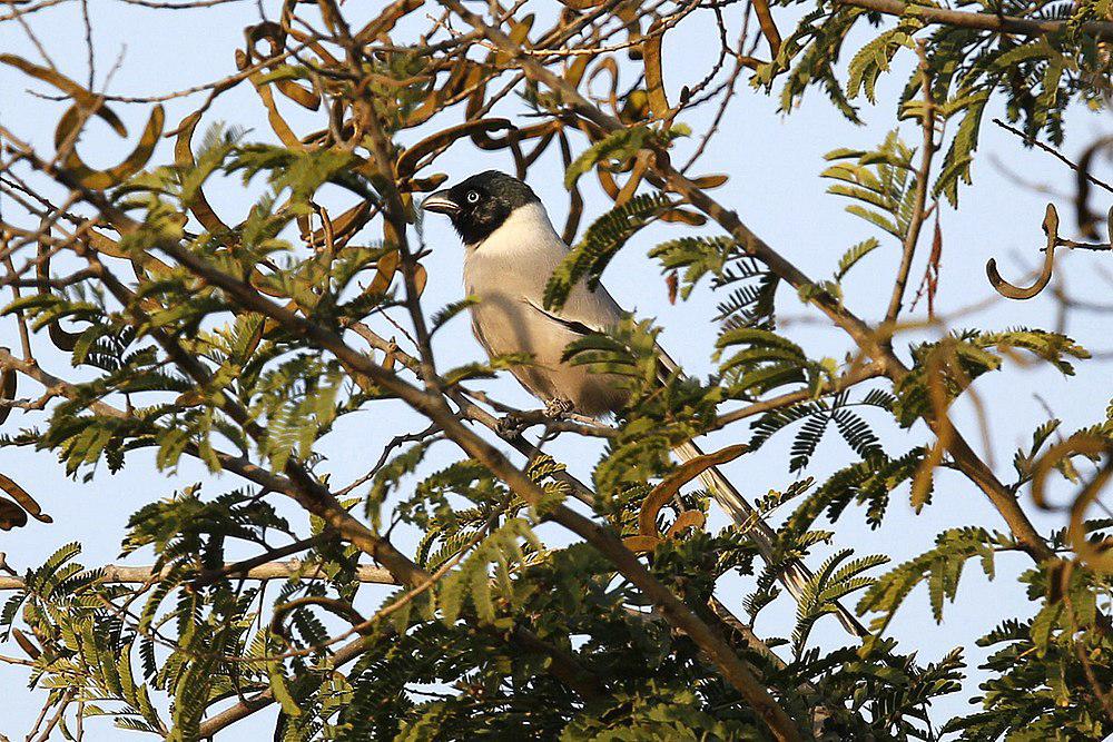 黑头树鹊 / Hooded Treepie / Crypsirina cucullata