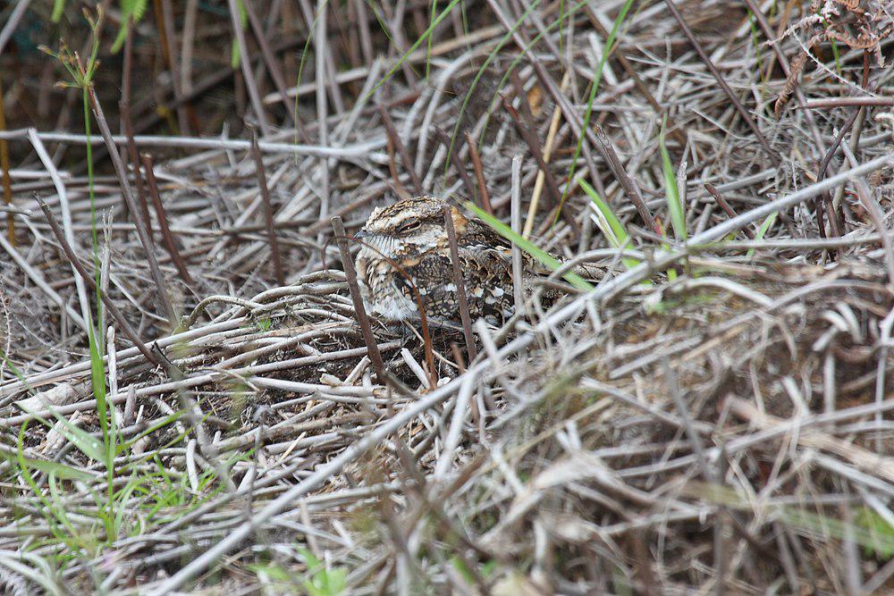 白尾夜鹰 / White-tailed Nightjar / Hydropsalis cayennensis