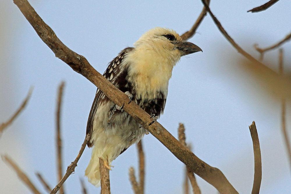 斑拟啄木 / White-headed Barbet / Lybius leucocephalus