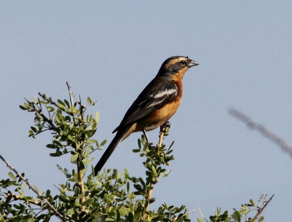 桂红歌鹀 / Cinnamon Warbling Finch / Poospiza ornata