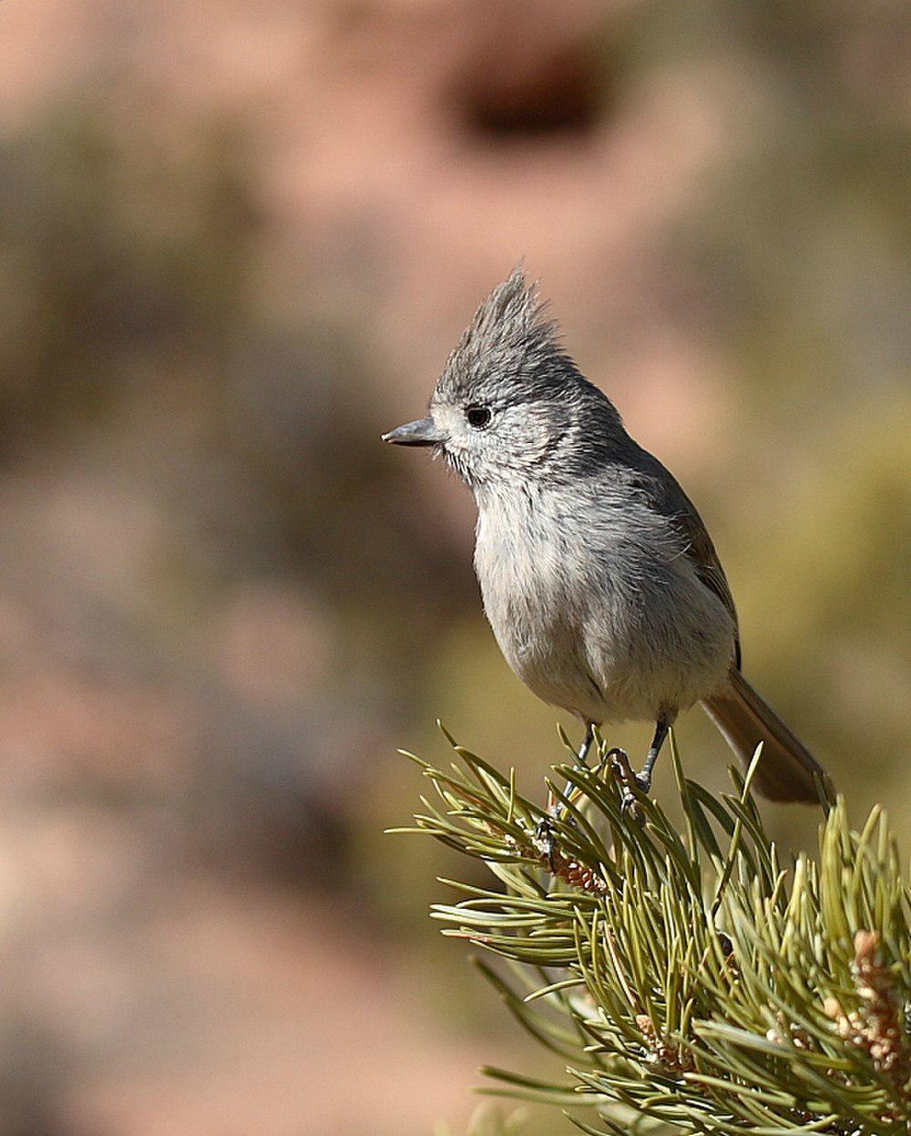 林山雀 / Juniper Titmouse / Baeolophus ridgwayi