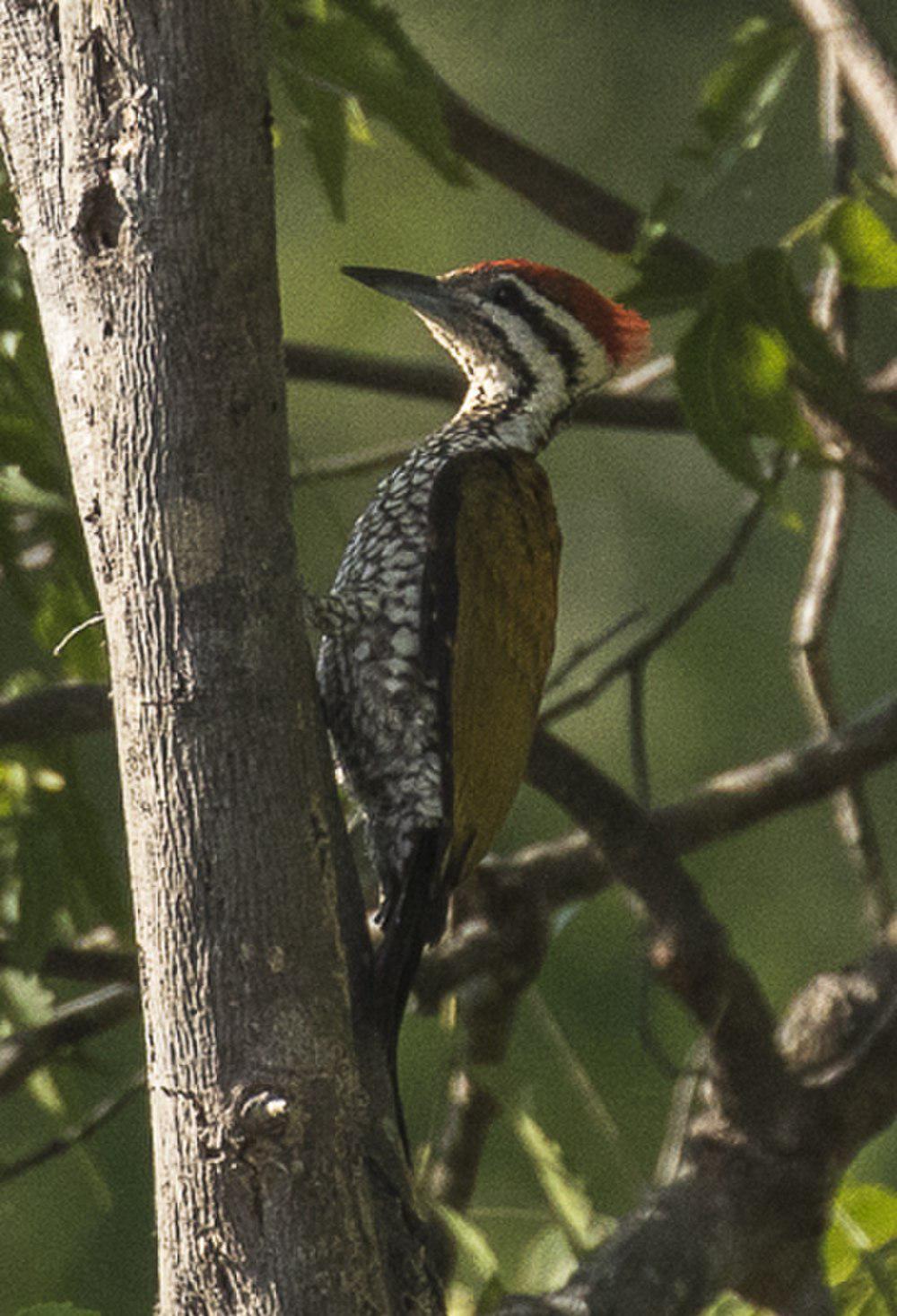 爪哇金背啄木鸟 / Javan Flameback / Chrysocolaptes strictus