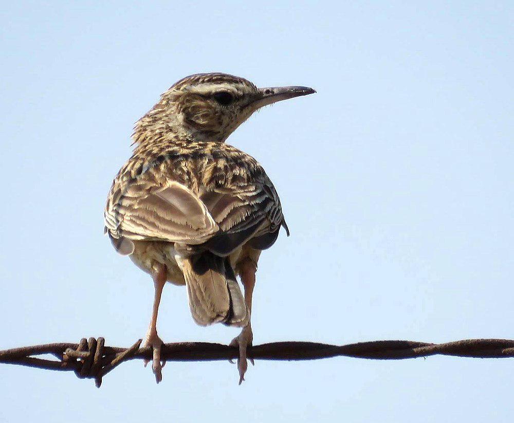 短爪歌百灵 / Short-clawed Lark / Certhilauda chuana