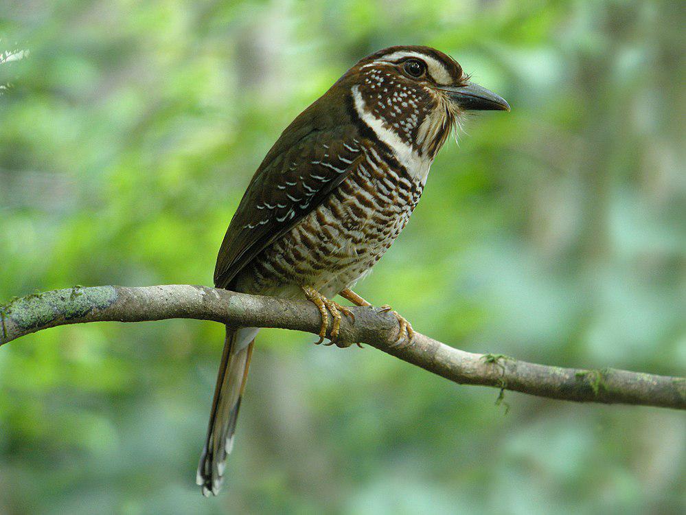 短腿地三宝鸟 / Short-legged Ground Roller / Brachypteracias leptosomus