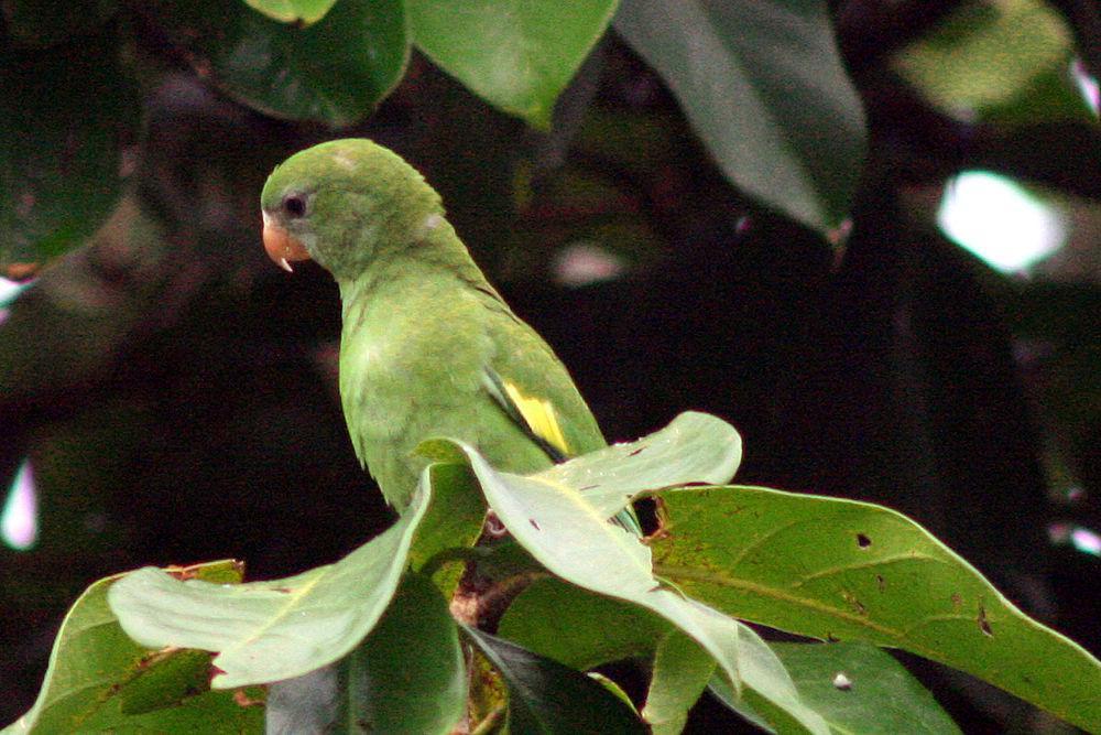 淡黄翅鹦哥 / White-winged Parakeet / Brotogeris versicolurus