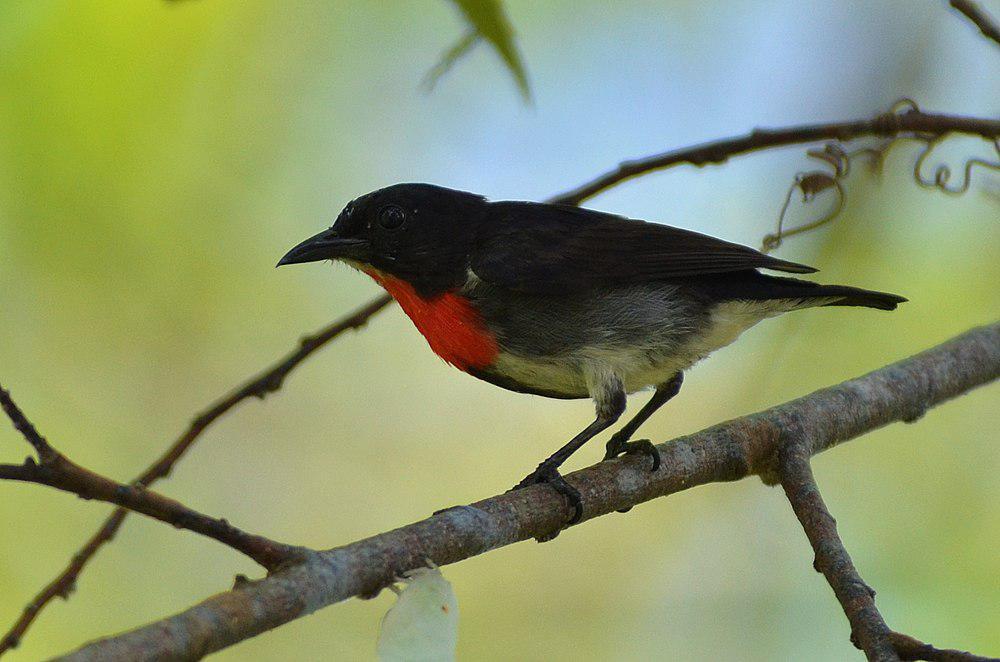 灰胁啄花鸟 / Grey-sided Flowerpecker / Dicaeum celebicum