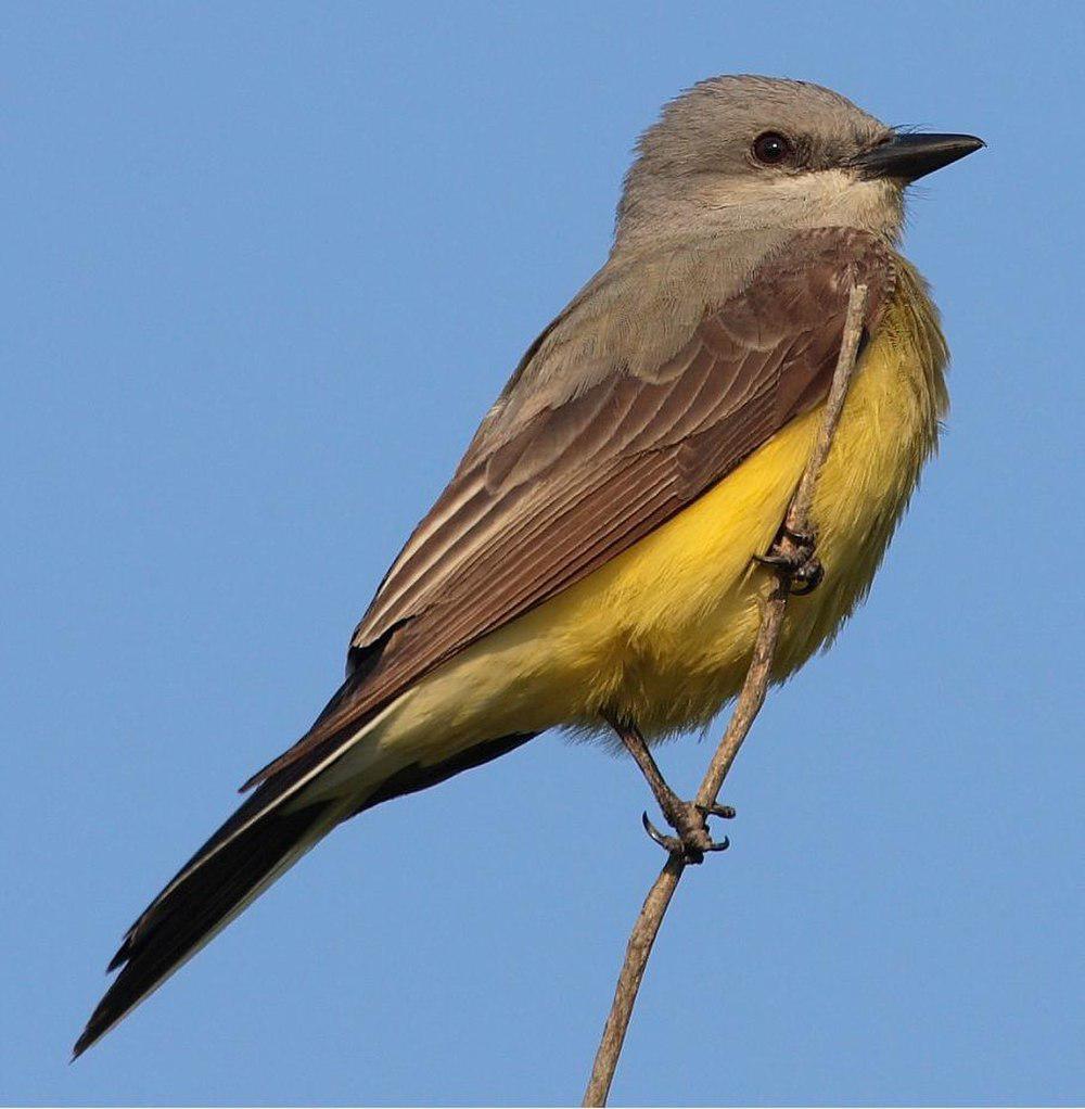 西王霸鹟 / Western Kingbird / Tyrannus verticalis