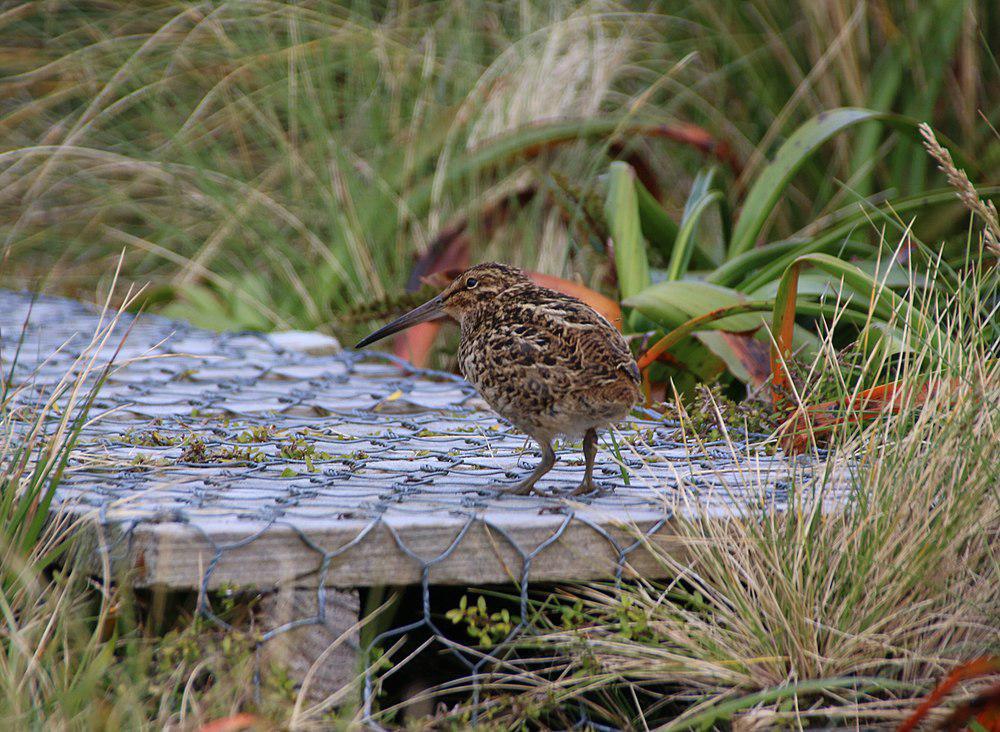 亚南极沙锥 / Subantarctic Snipe / Coenocorypha aucklandica