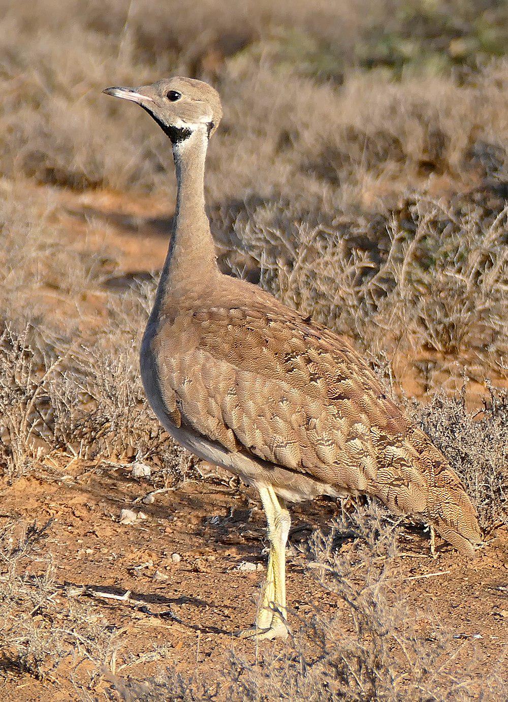 黑喉鸨 / Karoo Korhaan / Eupodotis vigorsii